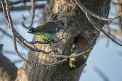 Poicephalus meyeri