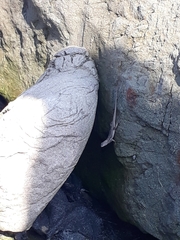 Microlophus occipitalis