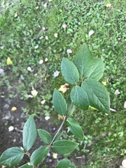 Abelia × grandiflora