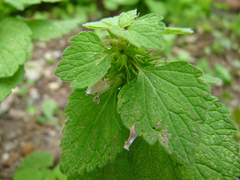 Lamium purpureum purpureum