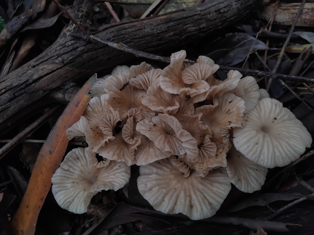 Collybia kurara · April 2025 · photo: © sofiazed1 (iNaturalist, cc-by)