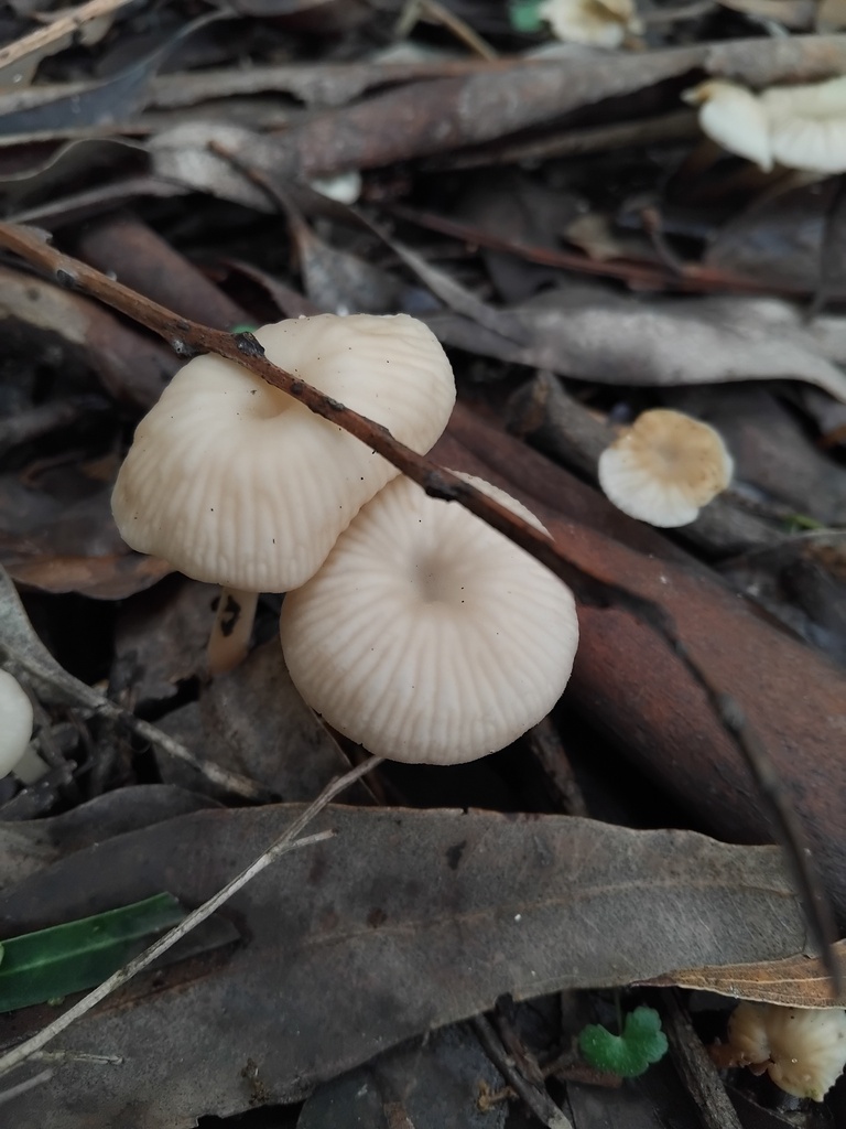 Collybia kurara · April 2025 · photo: © sofiazed1 (iNaturalist, cc-by)