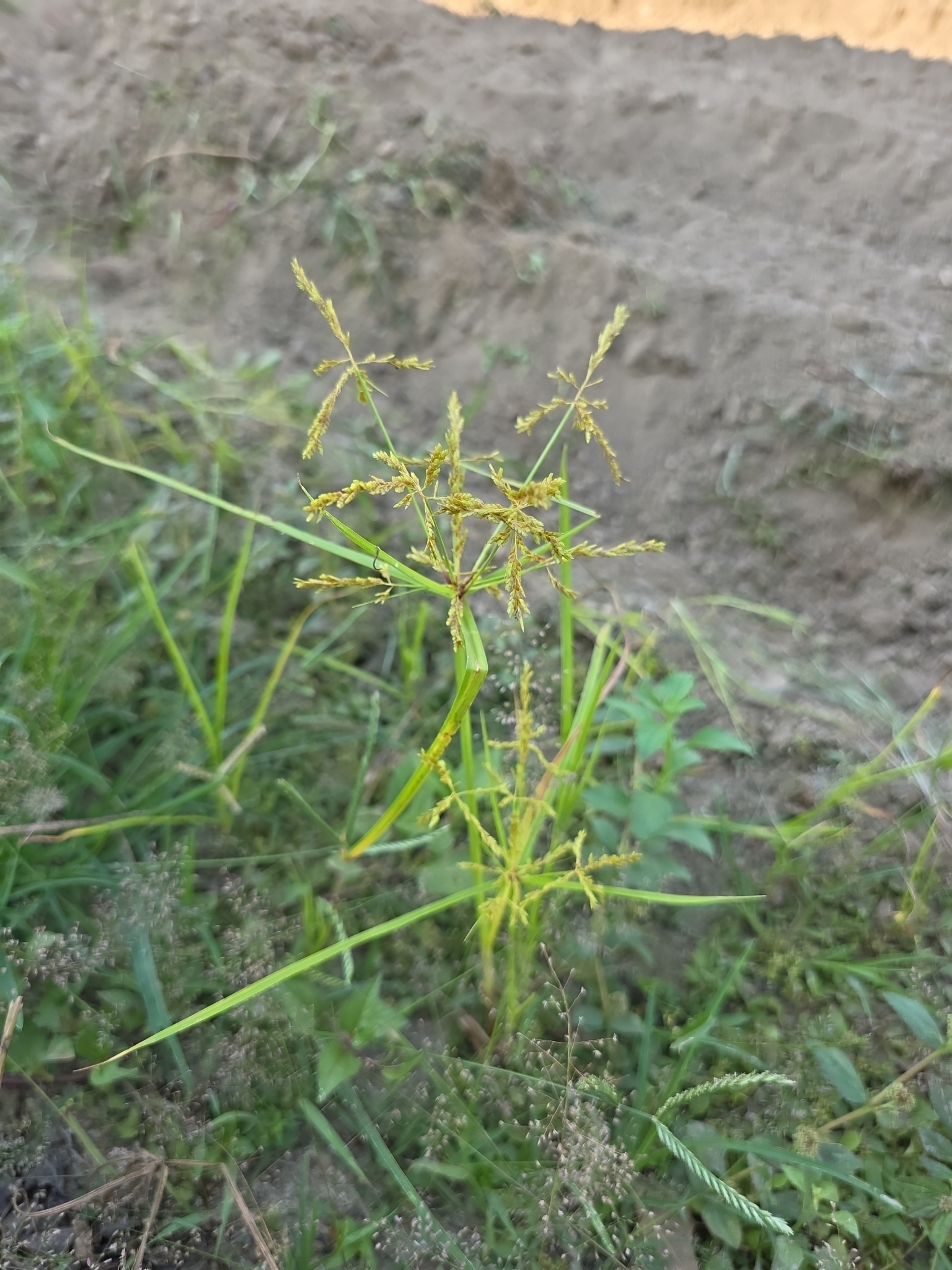 Cyperus iria (Cyperus iria)