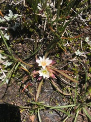 Lewisia