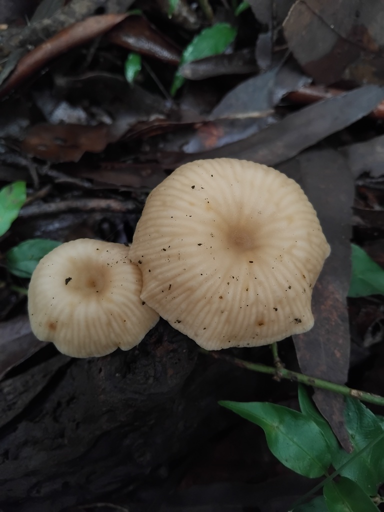 Collybia kurara