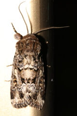 Spodoptera umbraculata