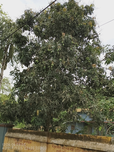 Indian mango