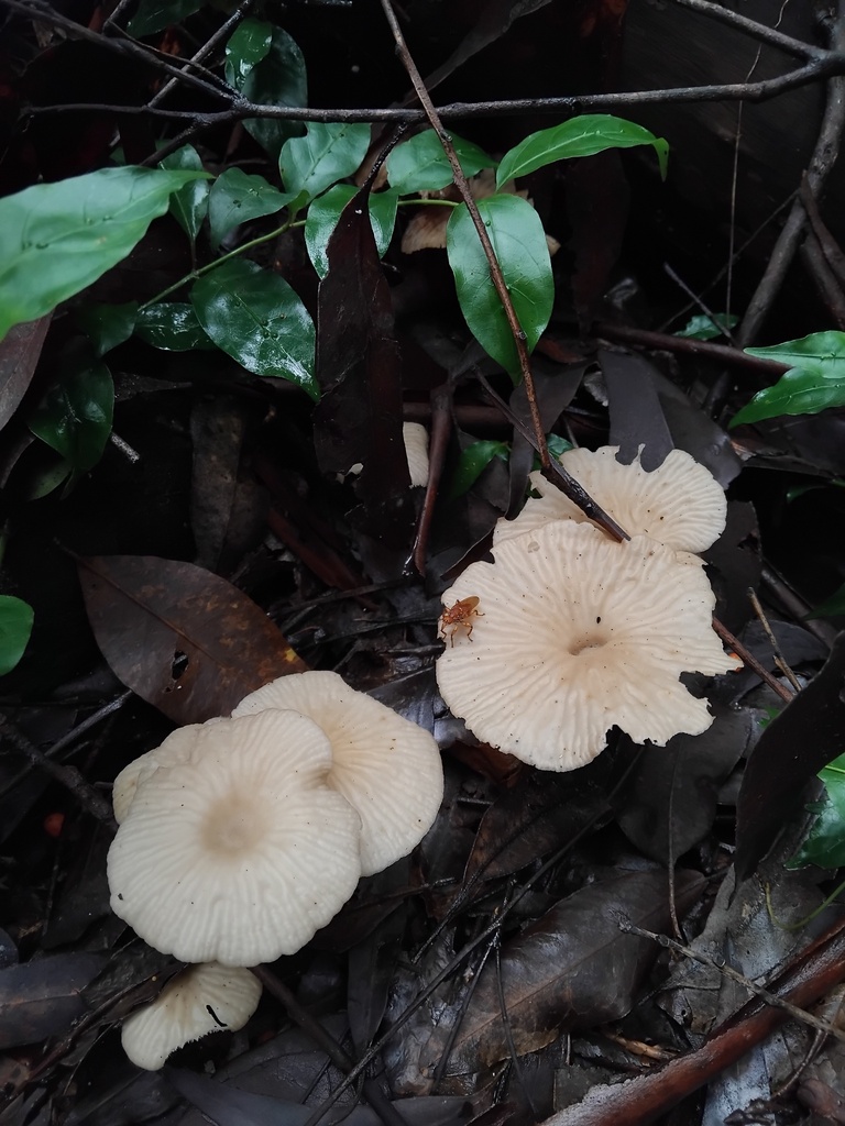 Collybia kurara · April 2025 · photo: © sofiazed1 (iNaturalist, cc-by)