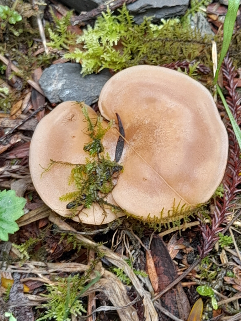 Rhodocybe piperita · April 2025 · photo: © mphnz (iNaturalist, cc0)
