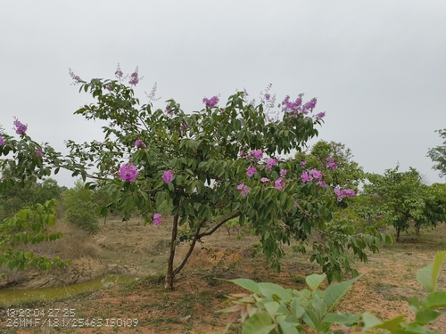 Giant Crepe-myrtle