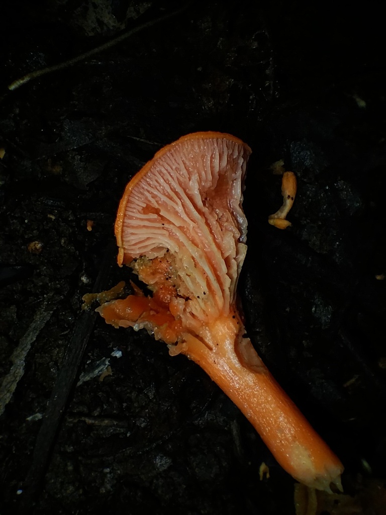 Cantharellus concinnus · April 2025 · photo: © sofiazed1 (iNaturalist, cc-by)