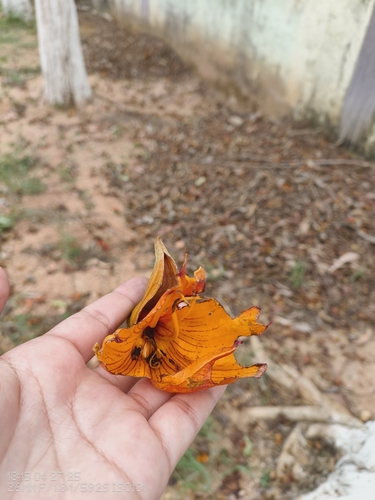 African tulip tree