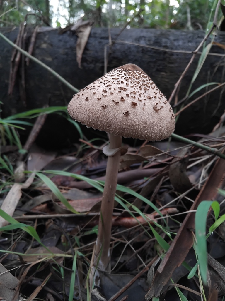 Macrolepiota clelandii · April 2025 · photo: © sofiazed1 (iNaturalist, cc-by)