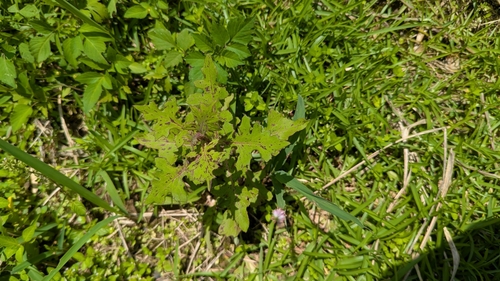 Pterocypsela formosana iNat (2)