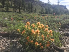 Castilleja applegatei breweri