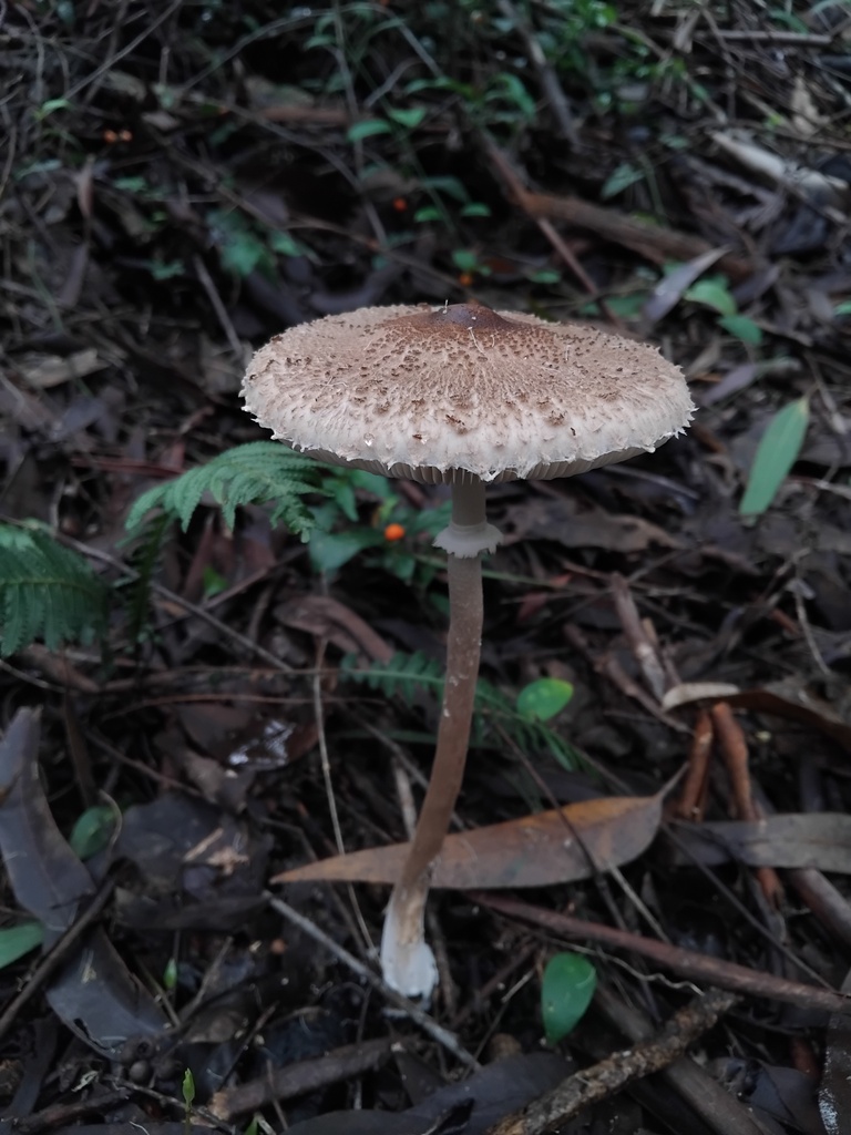 Macrolepiota clelandii · April 2025 · photo: © sofiazed1 (iNaturalist, cc-by)