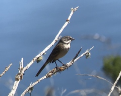 Artemisiospiza belli clementeae