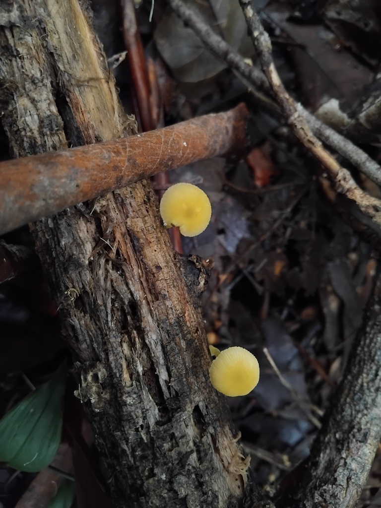 Pluteus hubregtseorum · April 2025 · photo: © sofiazed1 (iNaturalist, cc-by)