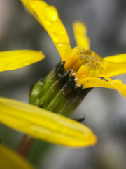Senecio lugens
