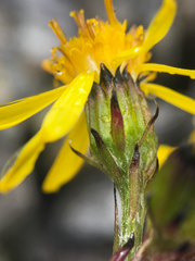Senecio lugens