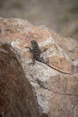 Agama dodomae dodomae