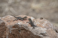 Agama dodomae dodomae