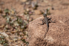 Agama dodomae dodomae