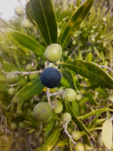 Image of Olea exasperata by (c) Noeleen du Toit, some rights reserved (CC BY-SA)