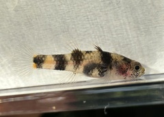 Kabili Bumblebee Goby photo 2