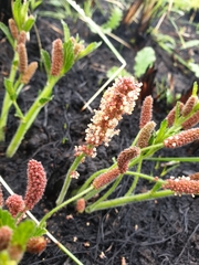 Acalypha depressinerva