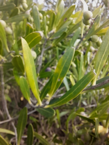 Image of Olea exasperata by (c) Noeleen du Toit, some rights reserved (CC BY-SA)