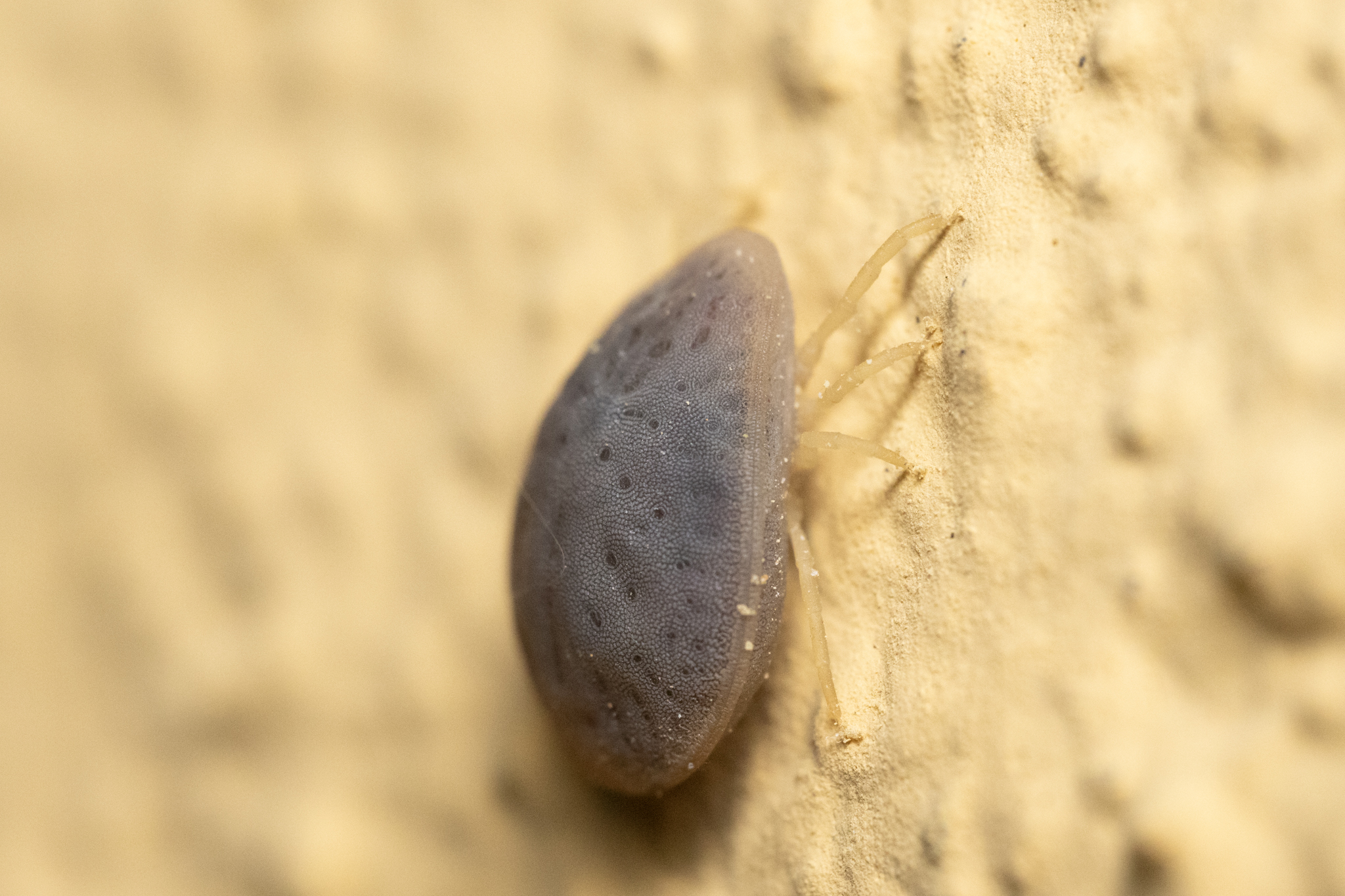 Argas reflexus Fabricius, 1794