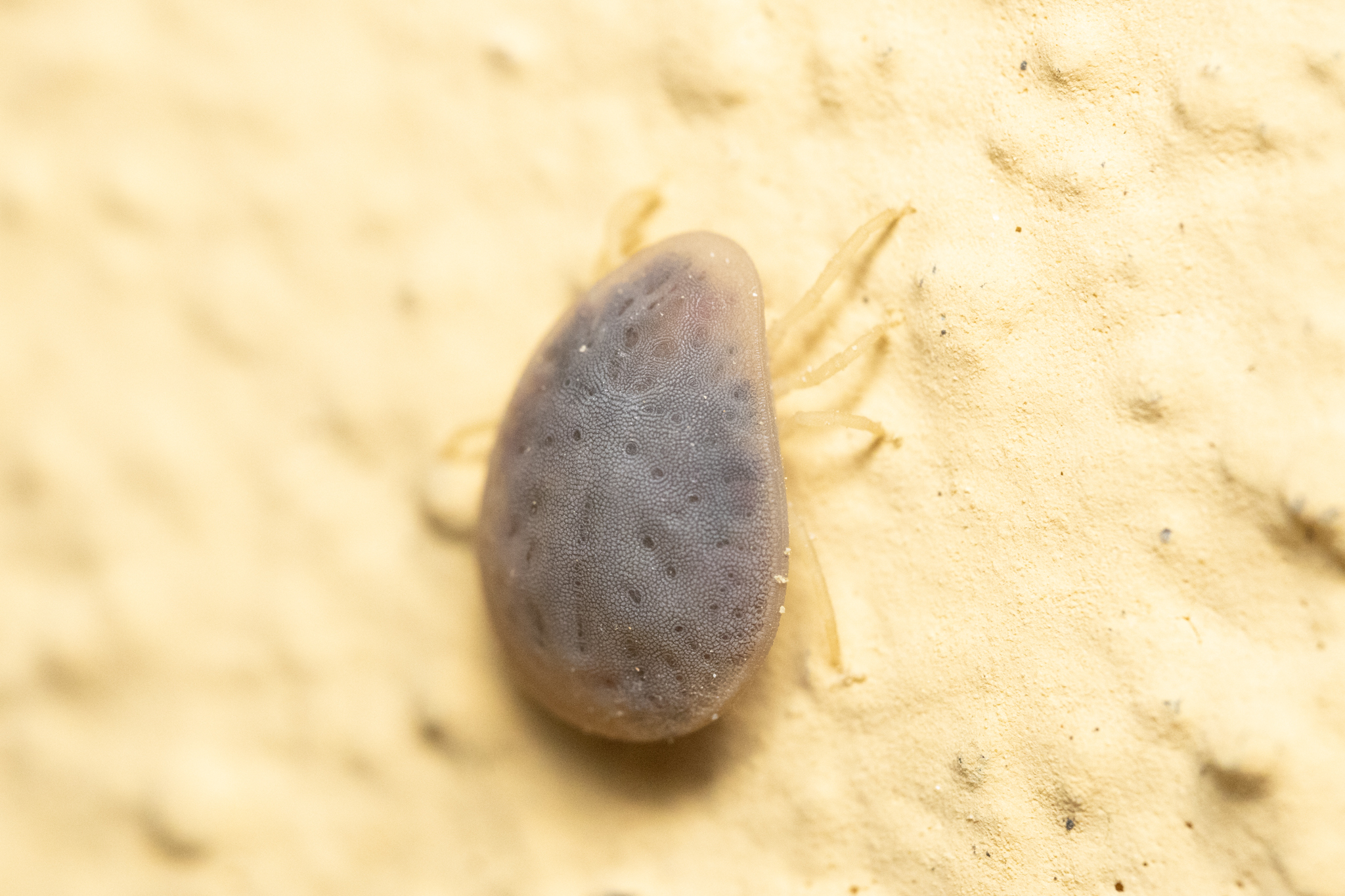 Argas reflexus Fabricius, 1794