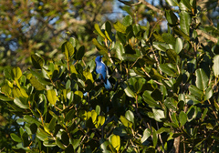 Cyanolanius madagascarinus