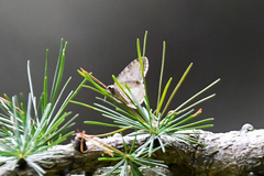 Trichopteryx carpinata