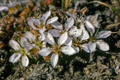 Arenaria pseudofrigida