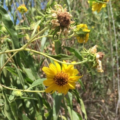 Helianthus californicus