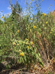 Helianthus californicus