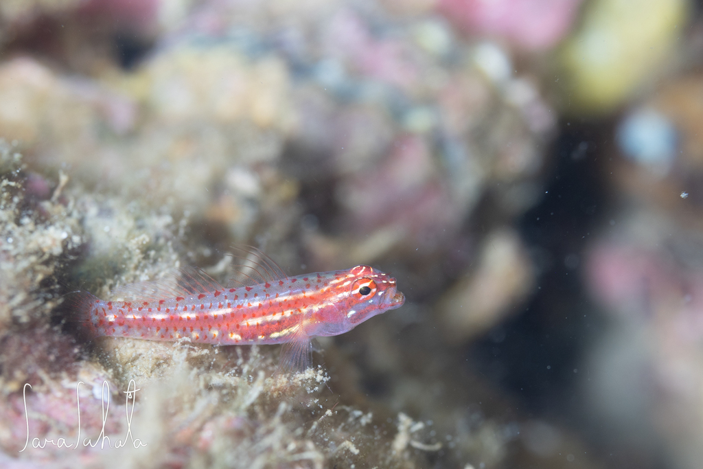 Neon Pygmy-Goby