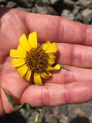 Helianthus californicus