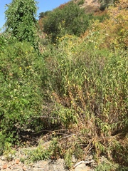 Helianthus californicus