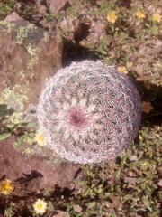 Echinocereus pectinatus rutowiorum