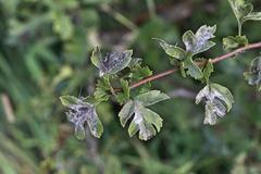 Podosphaera clandestina