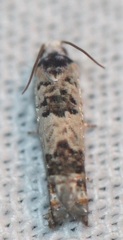 Eucosma ornatula