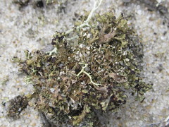 Cladonia strepsilis