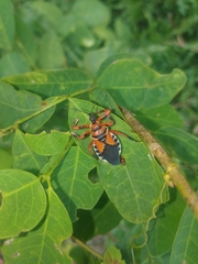 Apiomerus flaviventris