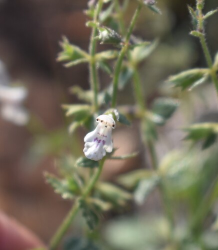 Image of Stachys natalensis by (c) Justin Ponder, some rights reserved (CC BY)