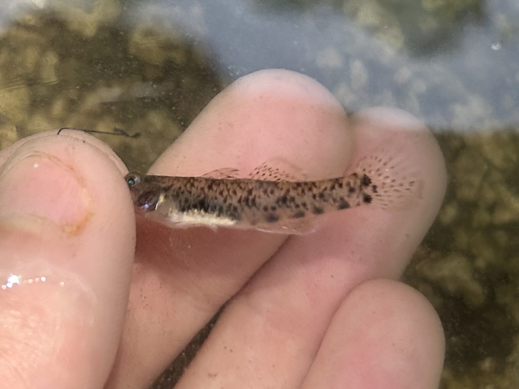 Java Snubnose Goby (Pseudogobius poicilosoma)