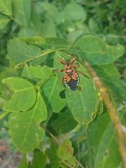 Apiomerus flaviventris