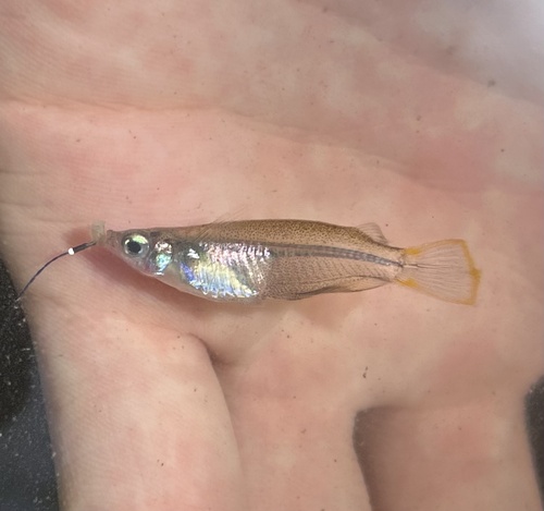 Java medaka (Oryzias javanicus) — Adrianichthyidae — 3